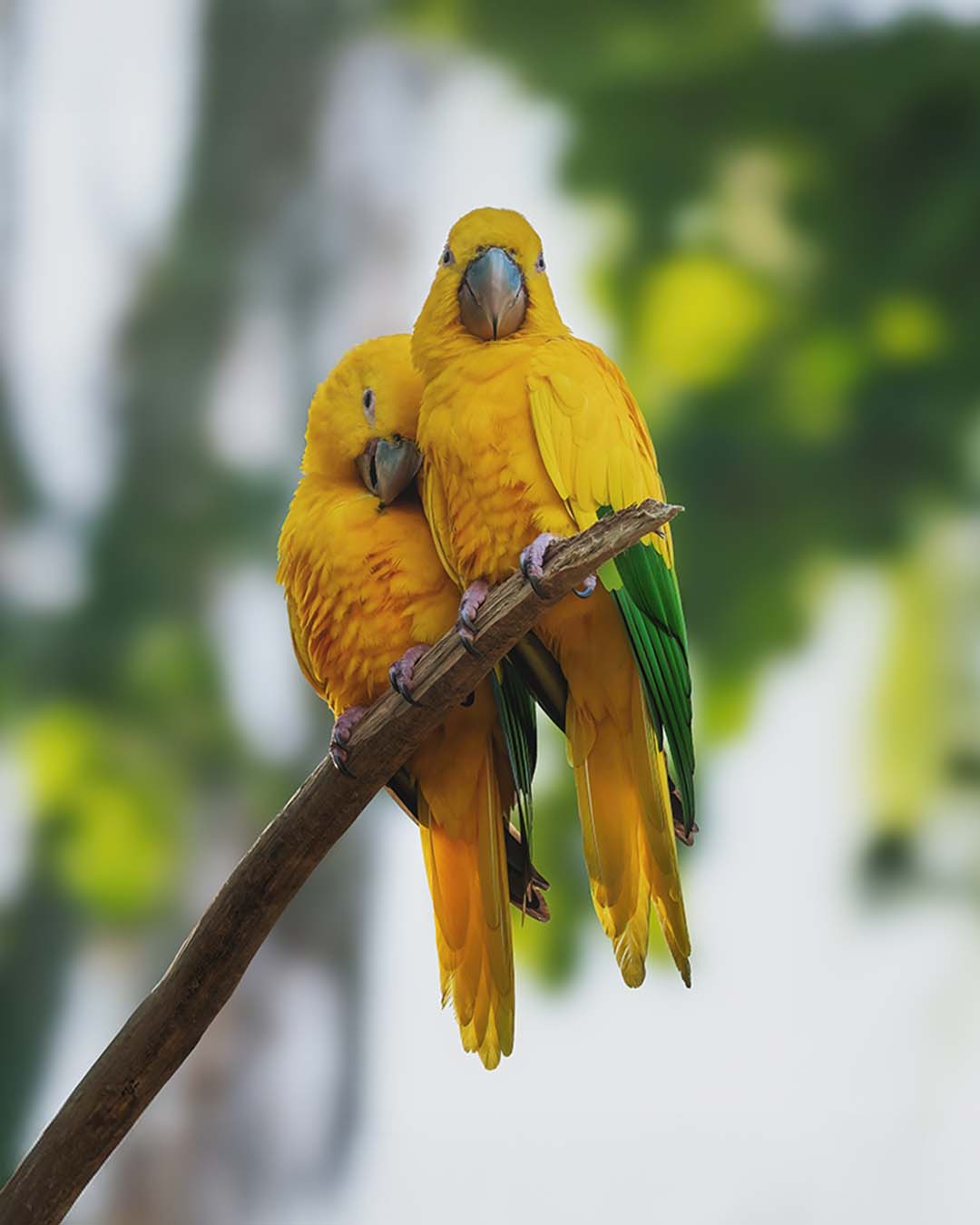 casal-de-papagaios-dourados-guaruba-guarouba