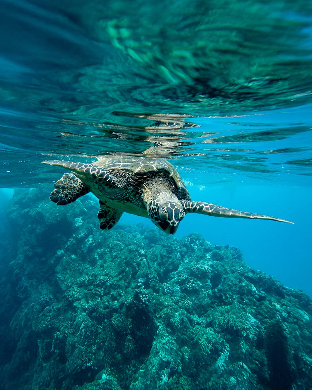 close-de-uma-tartaruga-marinha-verde-nadando-embaixo-d-agua-sob-as-luzes