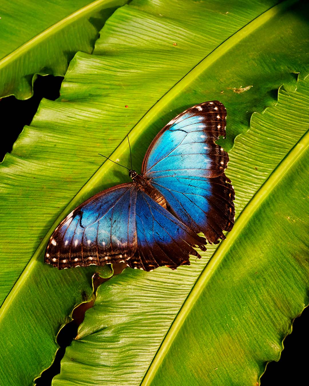 closeup-tiro-de-uma-borboleta-azul-na-folha-verde