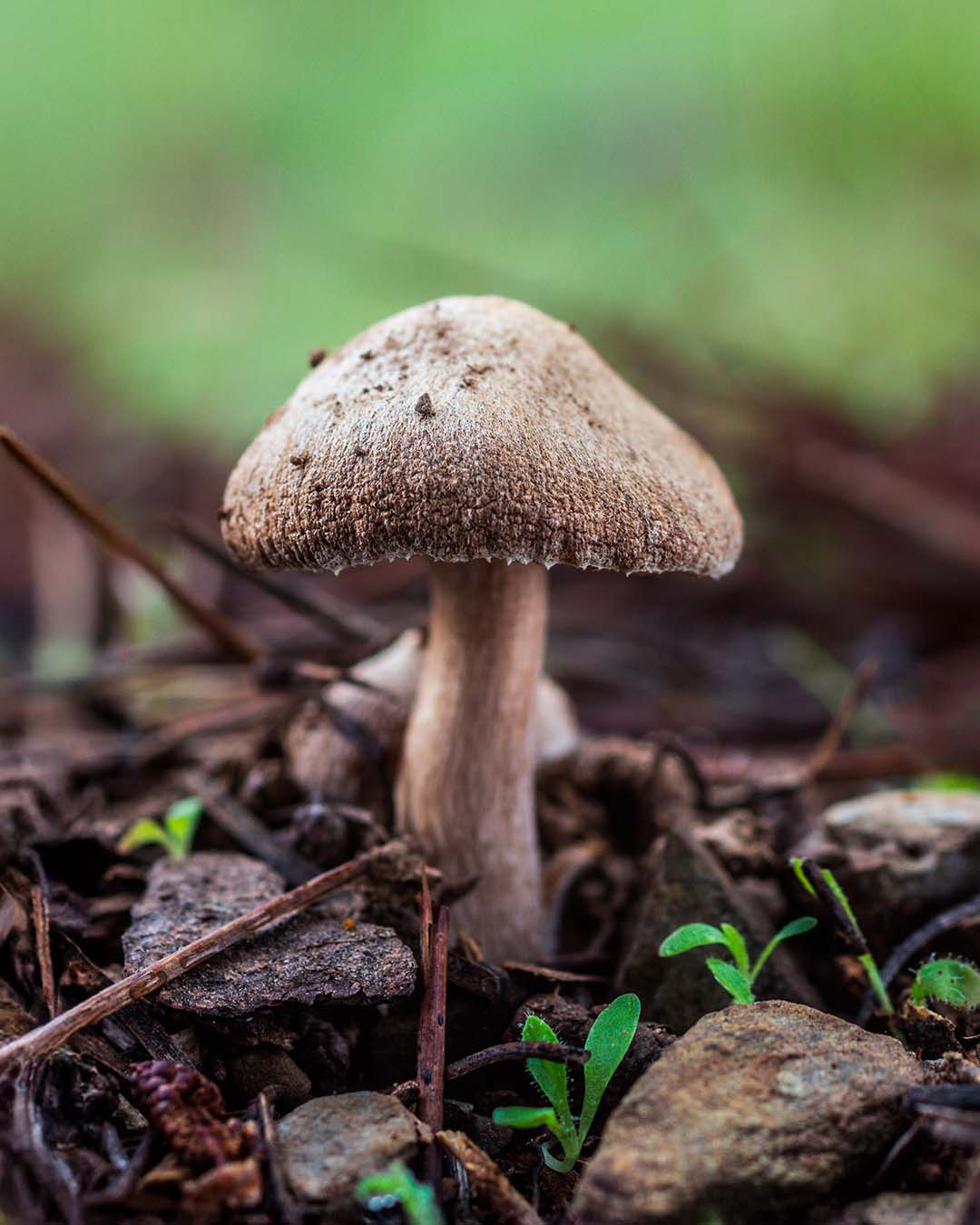 foto-vertical-de-um-cogumelo-crescendo-na-natureza