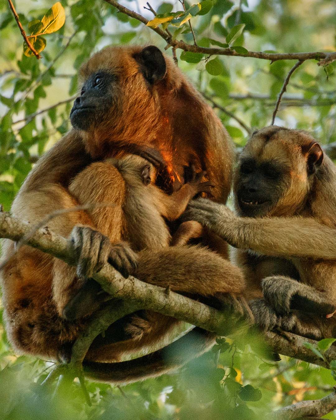 macacos-bugios-bem-no-alto-de-uma-arvore-gigante-na-selva-brasileira